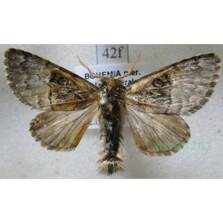 Colocasia coryli (Linnaeus, 1758) Połacica leszczynówka Czech42f